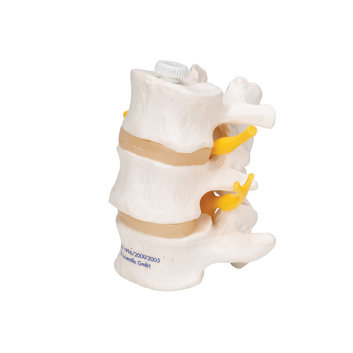 a76-8_06_1200_1200_3-human-lumbar-vertebrae-flexibly-mounted-3b-smart-anatomy__43776.1589753192.1280.1280.jpg