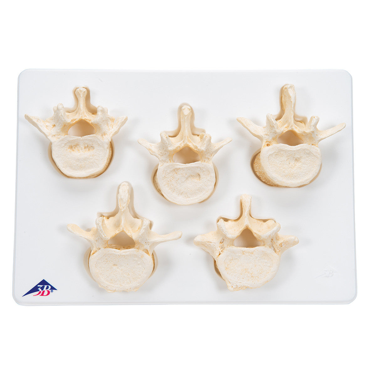 a792_02_1200_1200_set-of-5-bonelike-lumbar-vertebrae-3b-smart-anatomy__77452.1589752998.1280.1280.jpg