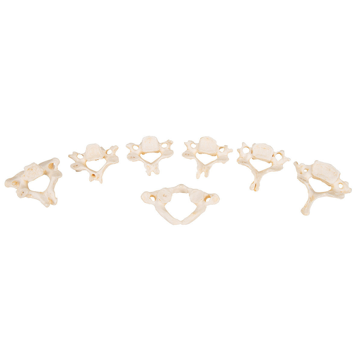 a793_02_1200_1200_set-of-24-bonelike-vertebrae-models-3b-smart-anatomy__99353.1589752873.1280.1280.jpg