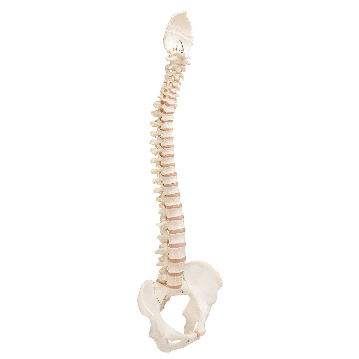 BONElike Vertebral Column | 3B Scientific A794