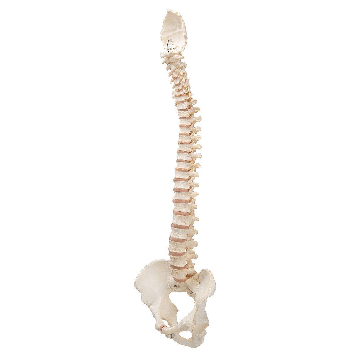 BONElike Vertebral Column | 3B Scientific A794