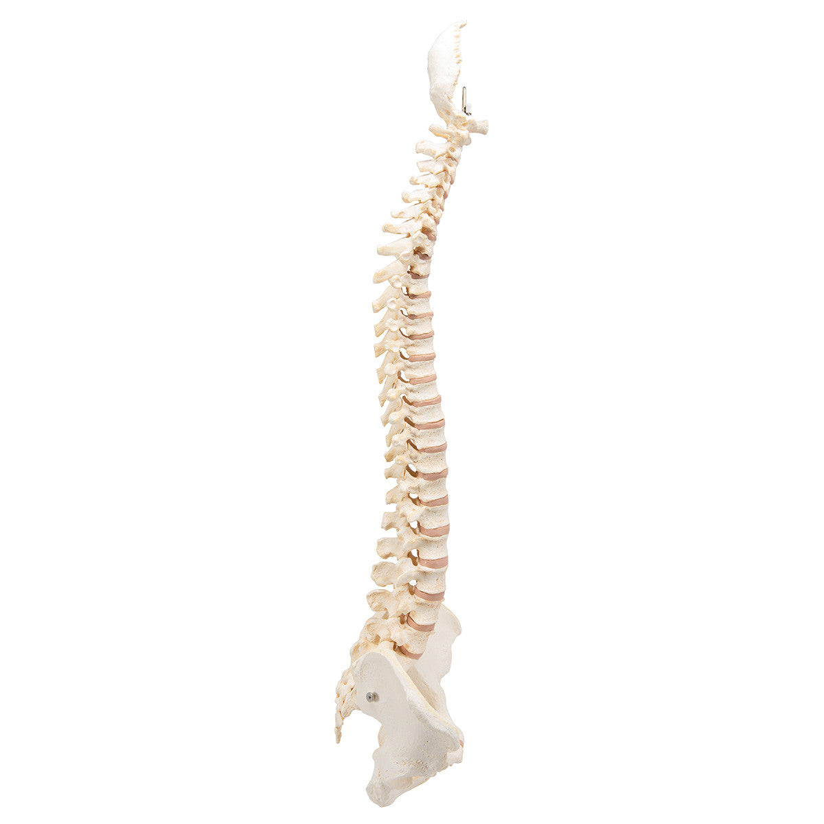 BONElike Vertebral Column | 3B Scientific A794