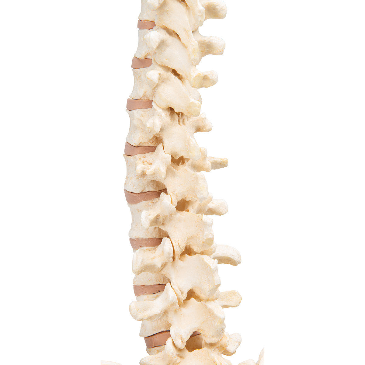 BONElike Vertebral Column | 3B Scientific A794