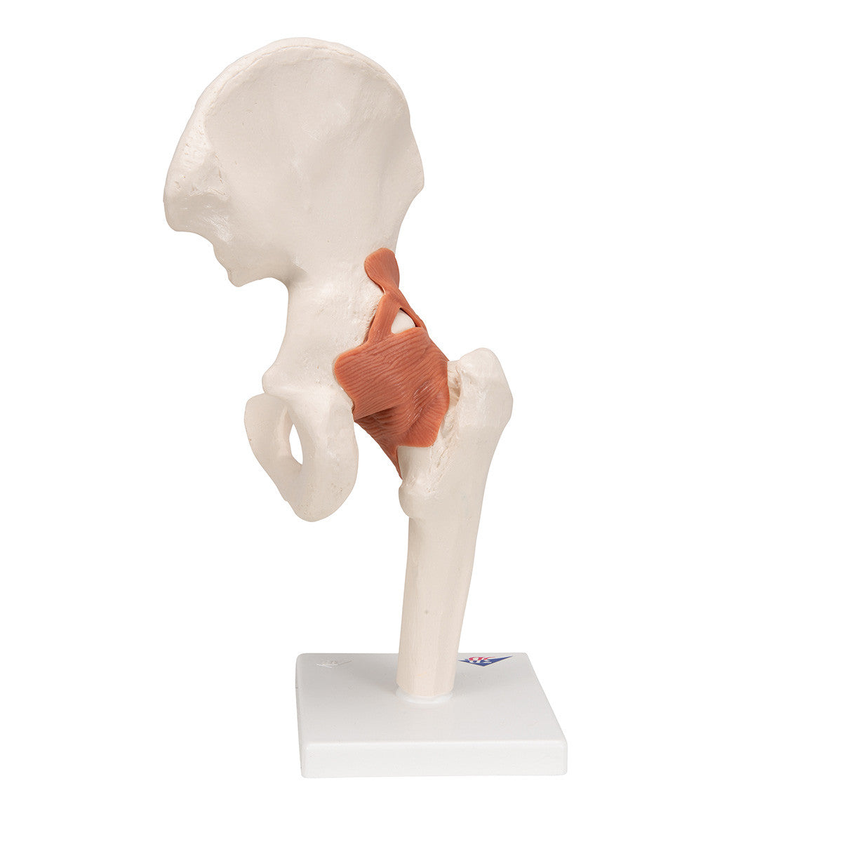 a81_04_1200_1200_functional-human-hip-joint-model-3b-smart-anatomy__23006.1589752948.1280.1280.jpg