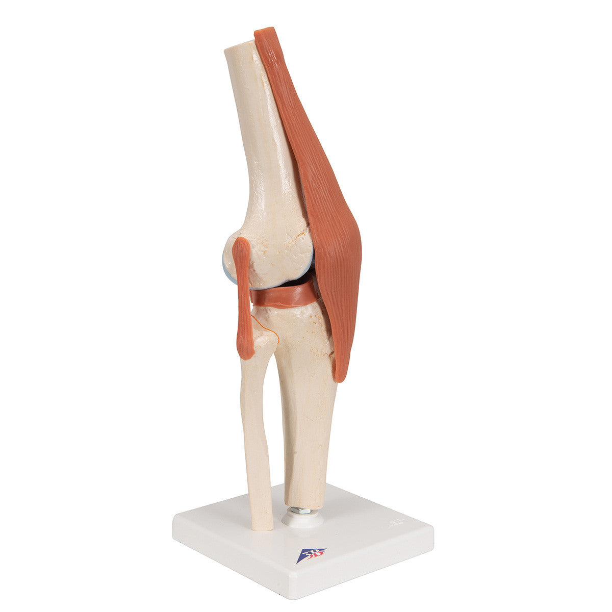 Deluxe Functional Knee Joint | 3B Scientific A82/1
