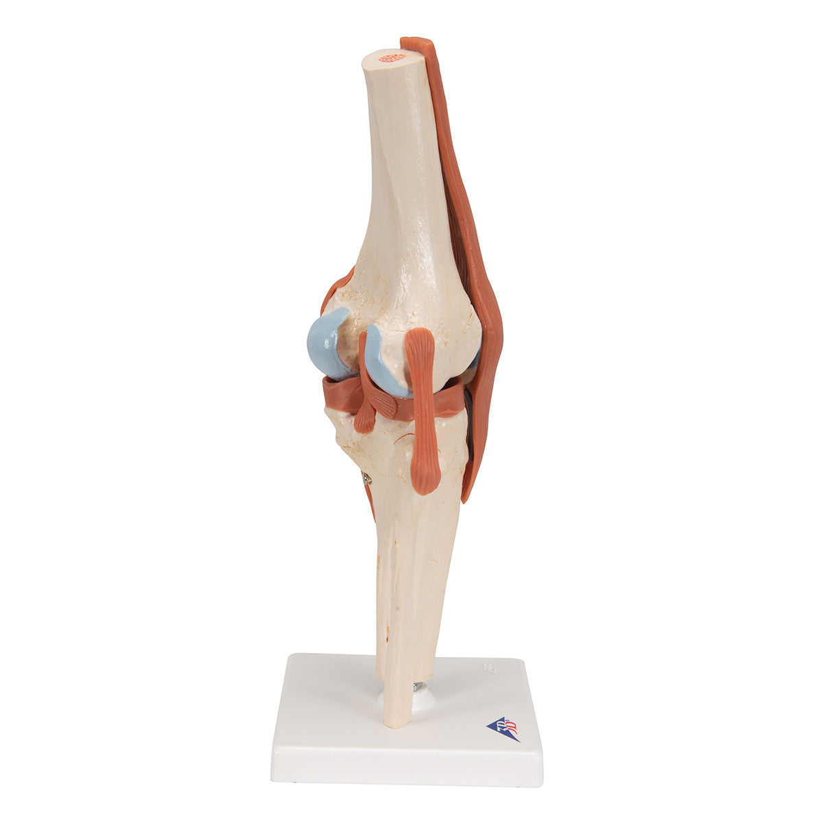 Deluxe Functional Knee Joint | 3B Scientific A82/1