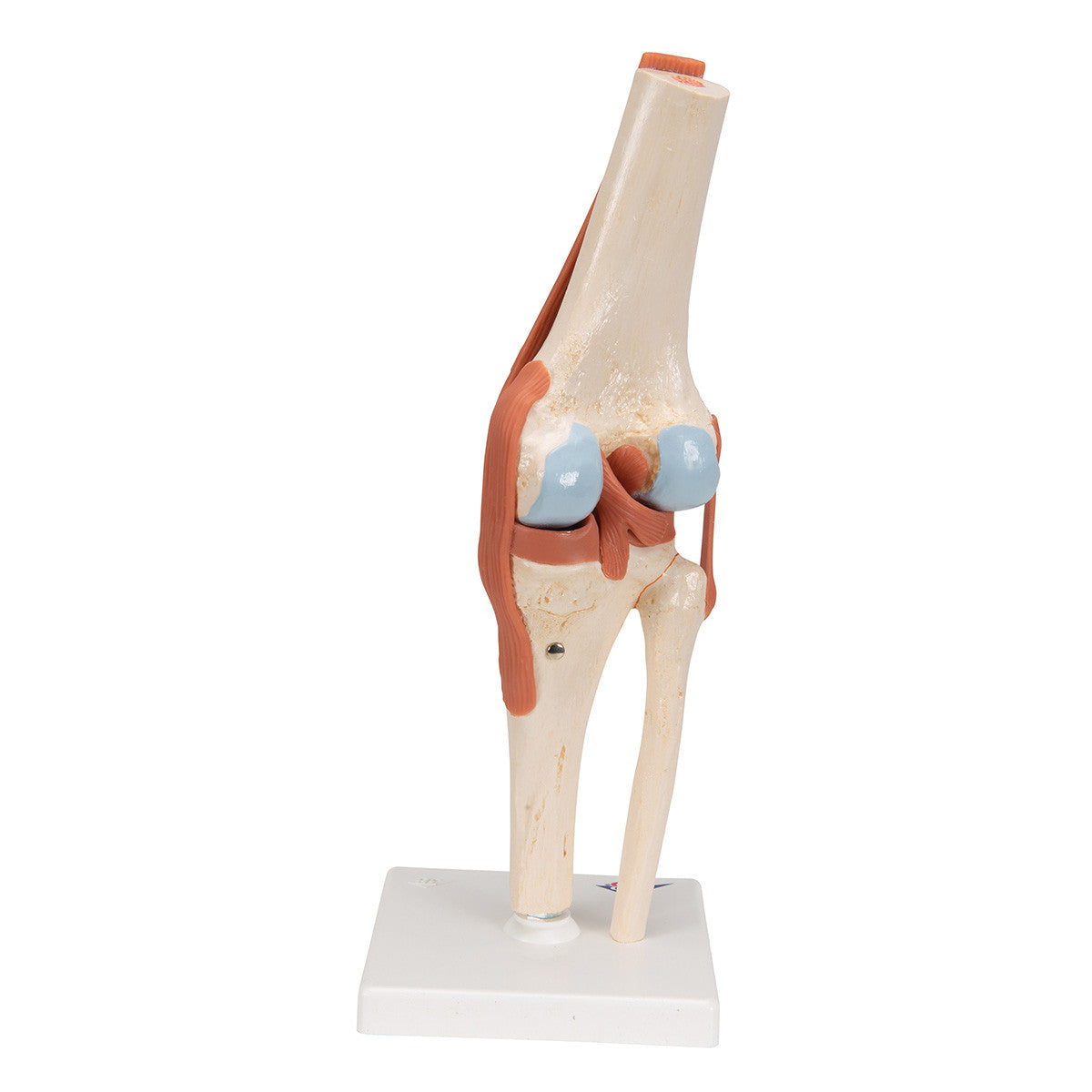 Deluxe Functional Knee Joint | 3B Scientific A82/1