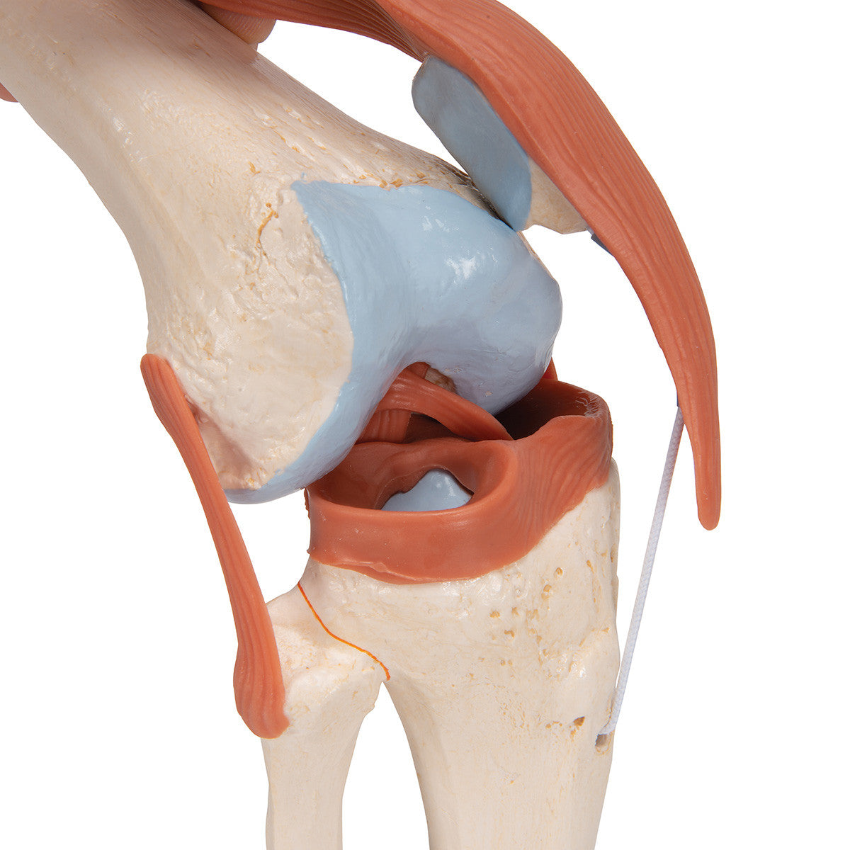 Deluxe Functional Knee Joint | 3B Scientific A82/1