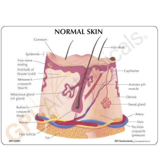 Common Skin Acne