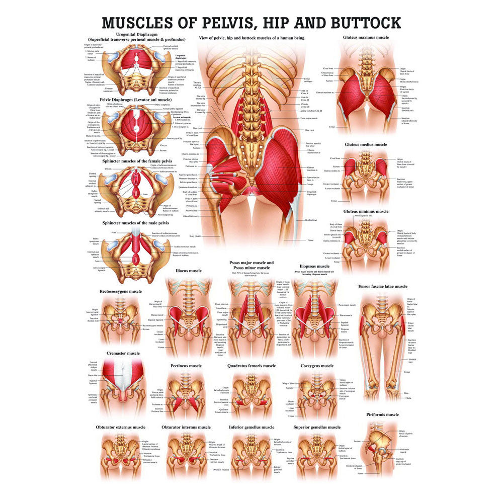muscles of pelvis hip and buttock