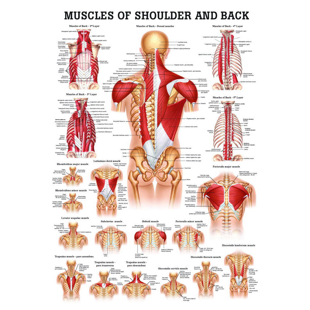 anatomical-chart-muscles-of-shoulder-and-back-ch50__63405.1589753377.1280.1280.jpg