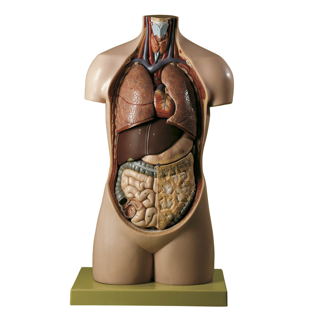 Torso of Young Man without Head Somso As 11/E