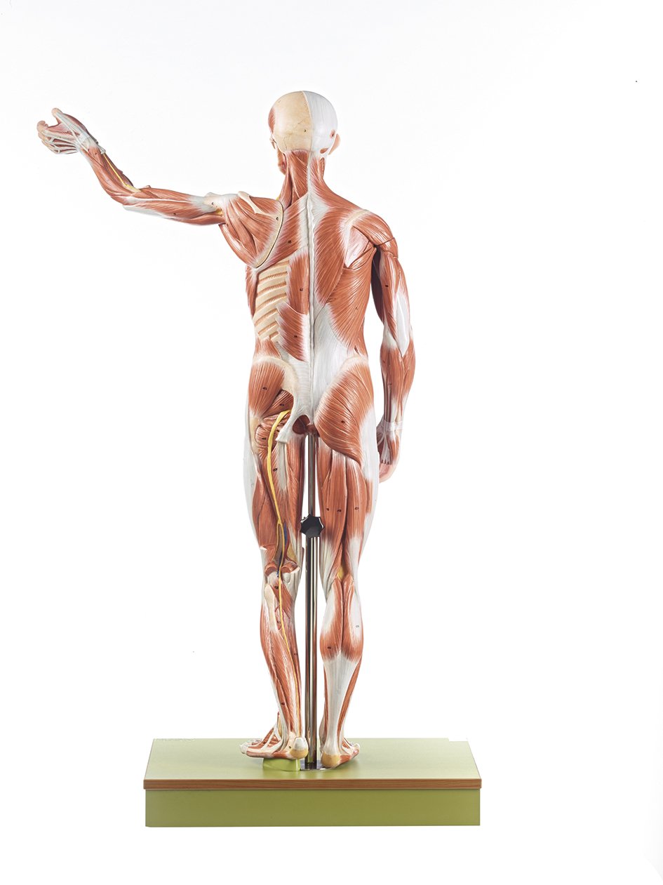 Male Muscle Figure, 1-2 life size