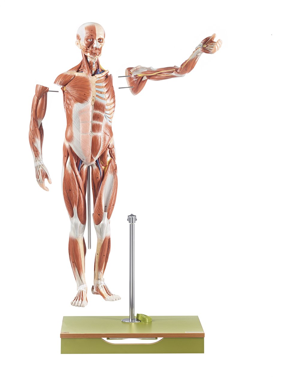 Male Muscle Figure, 1-2 life size