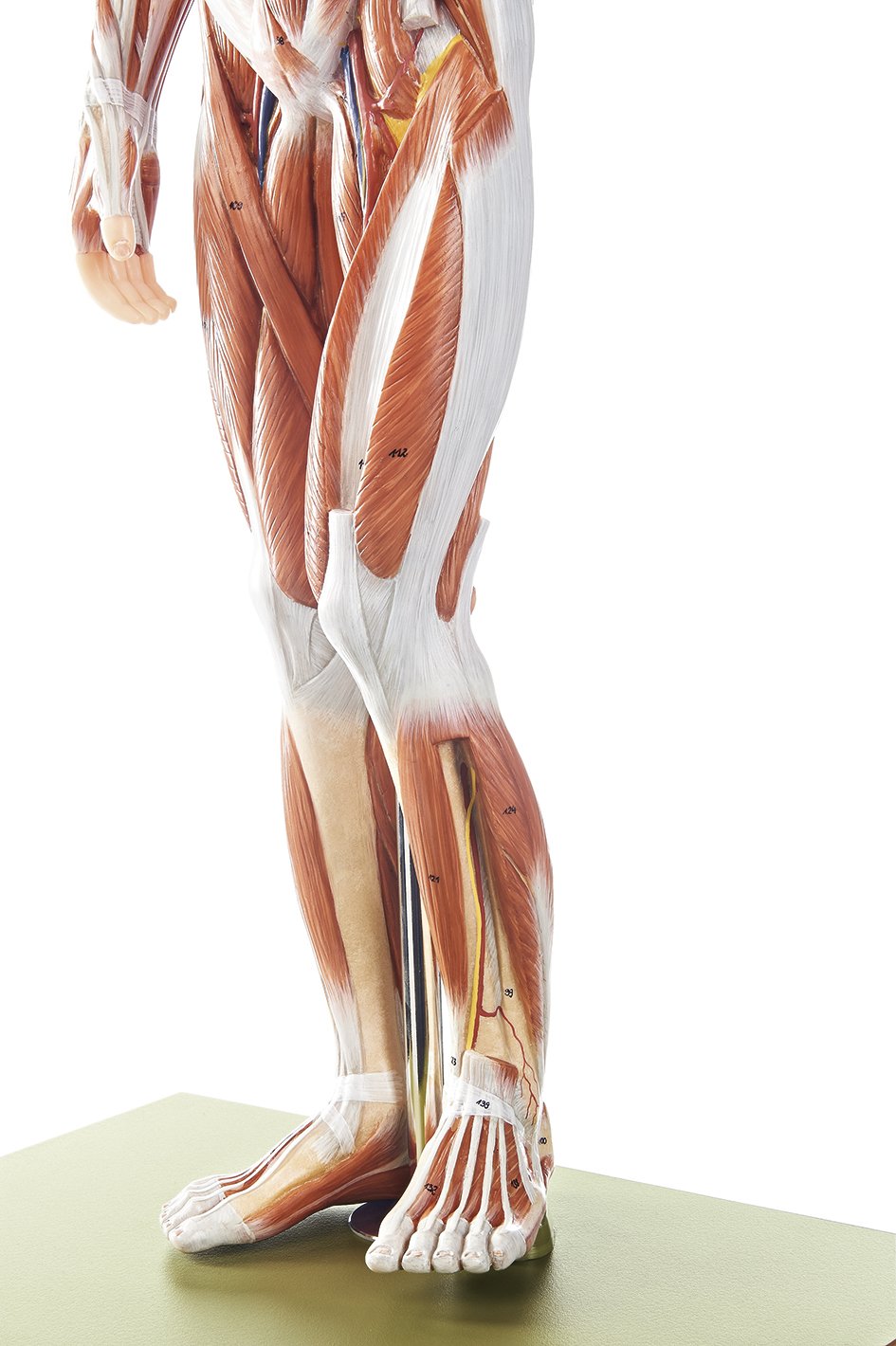 Male Muscle Figure, 1-2 life size