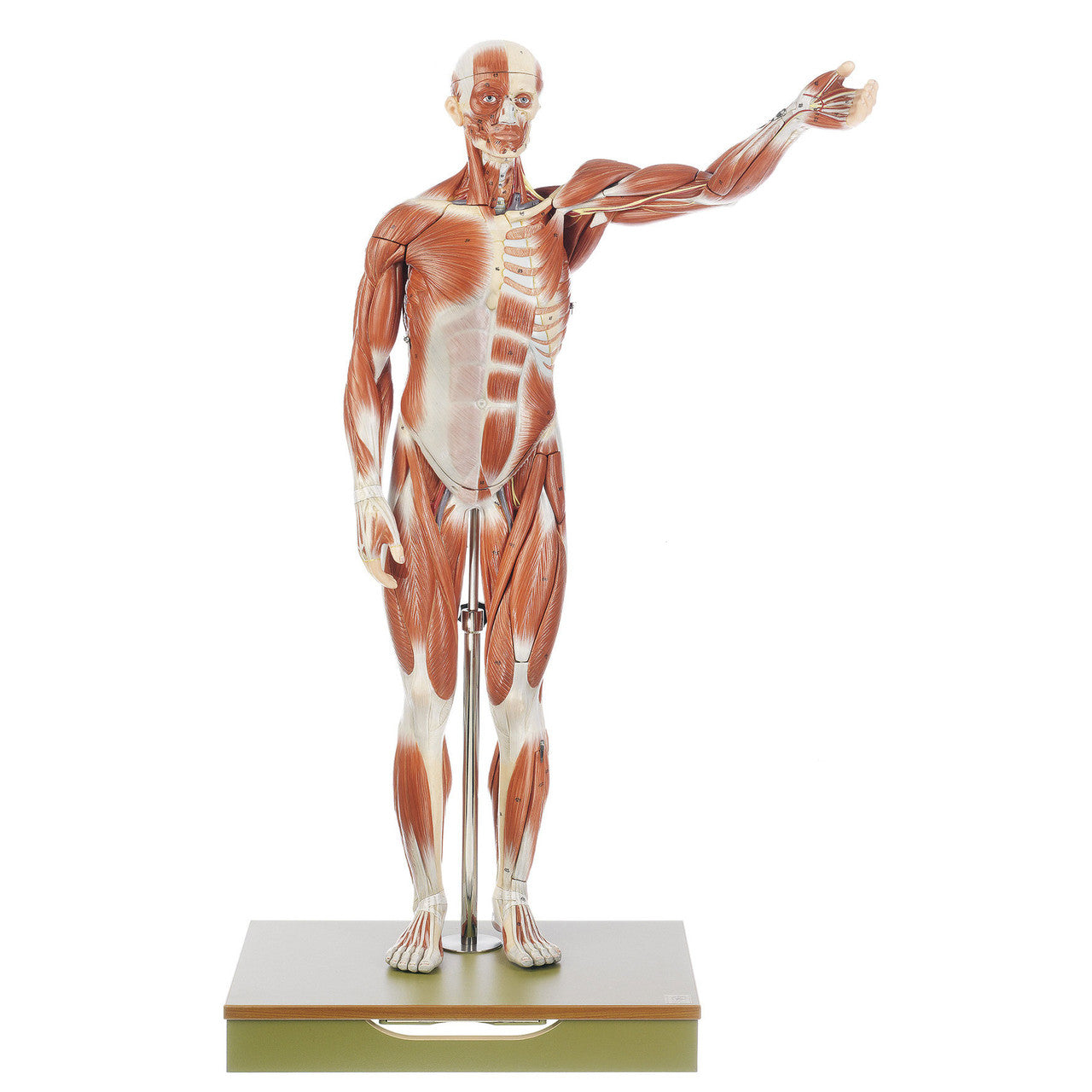 Male Muscle Figure Somso As 1