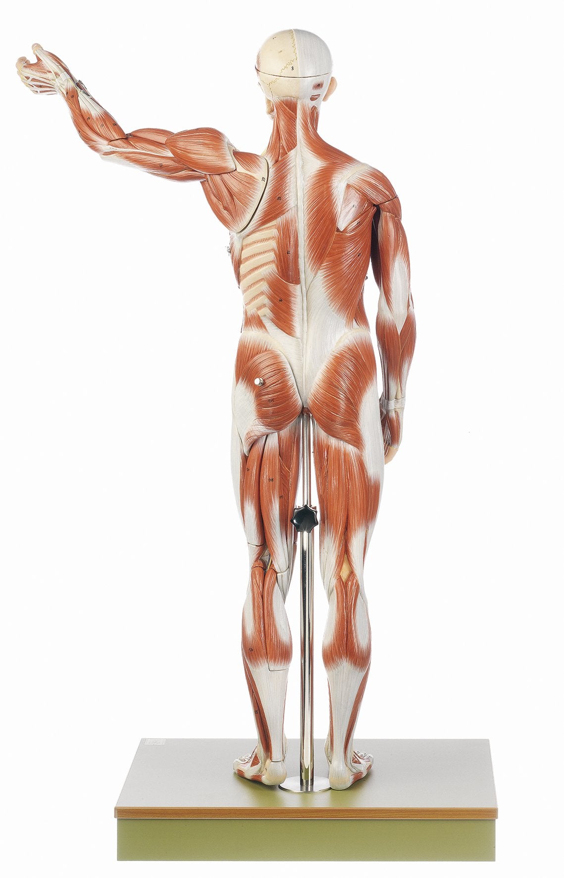 Male Muscle Figure
