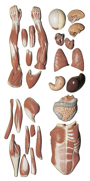 Male Muscle Figure