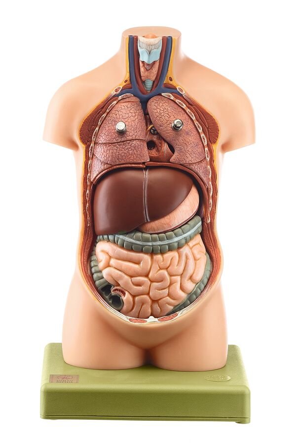 Small Torso of Young Man without Head, Black, 7 parts