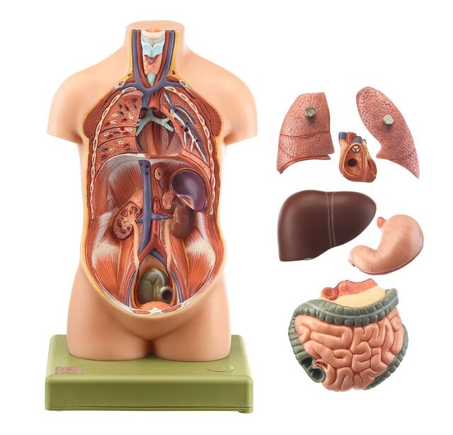 Small Torso of Young Man without Head, Black, 7 parts