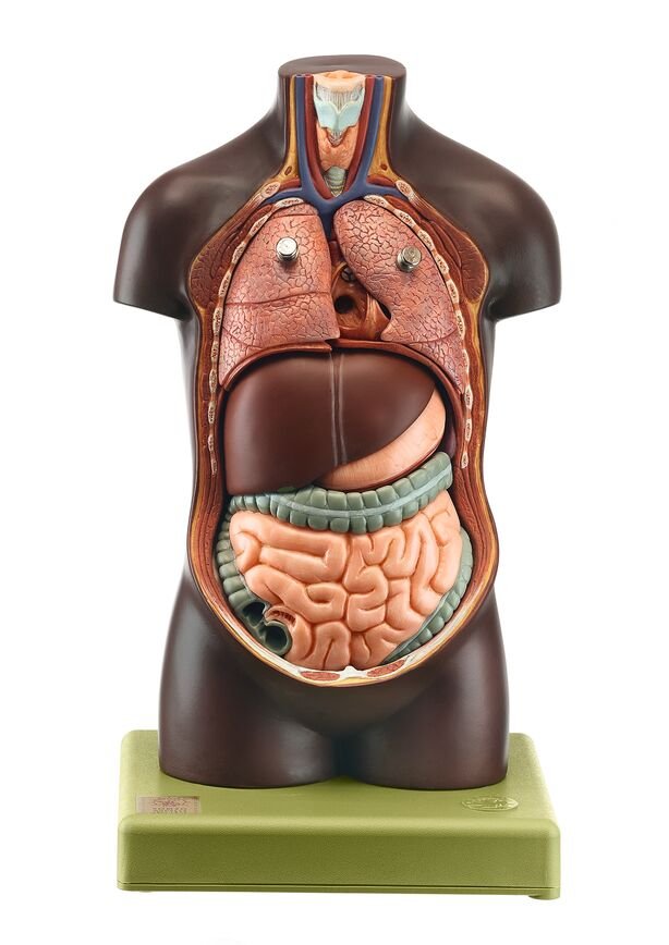 Small Torso of Young Man without Head, 7 parts