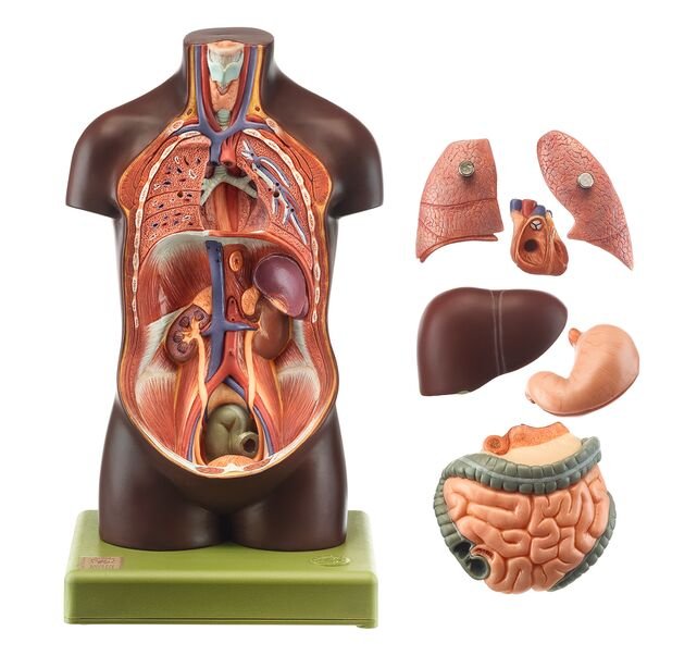 Small Torso of Young Man without Head, 7 parts