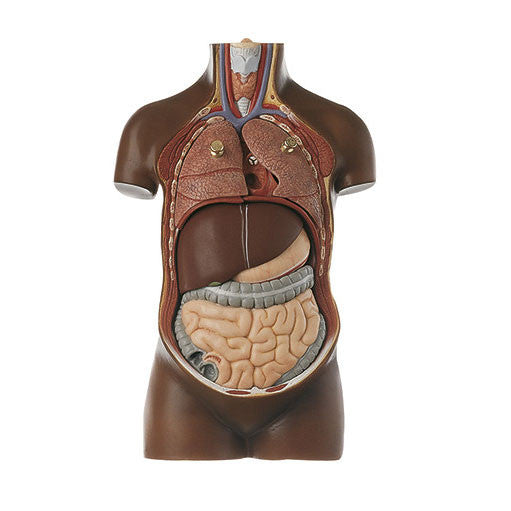 Small Torso of Young Man without Head, 7 parts Somso As 20/4B