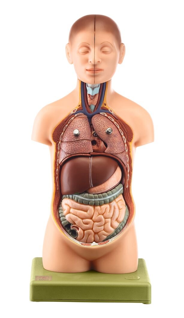 Small Torso of Young Man with Head, 9 parts