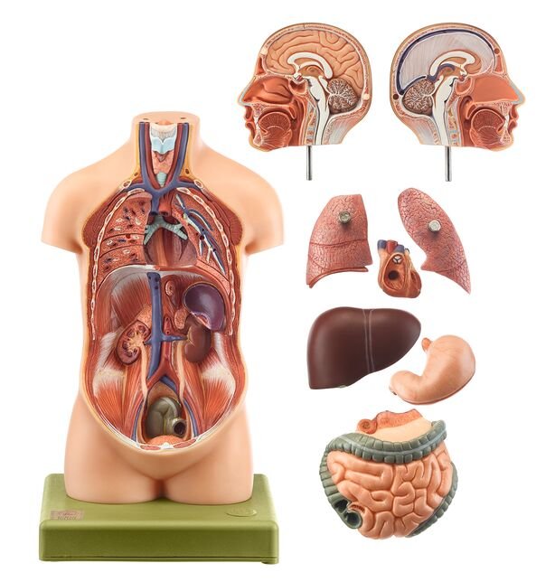 Small Torso of Young Man with Head, 9 parts