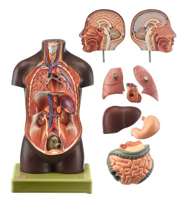 Small Torso of Young Man with Head