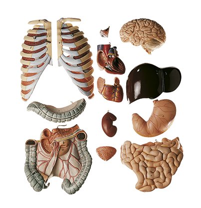 Male Torso with Head