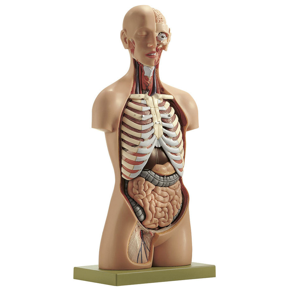 Male Torso with Head Somso As 21