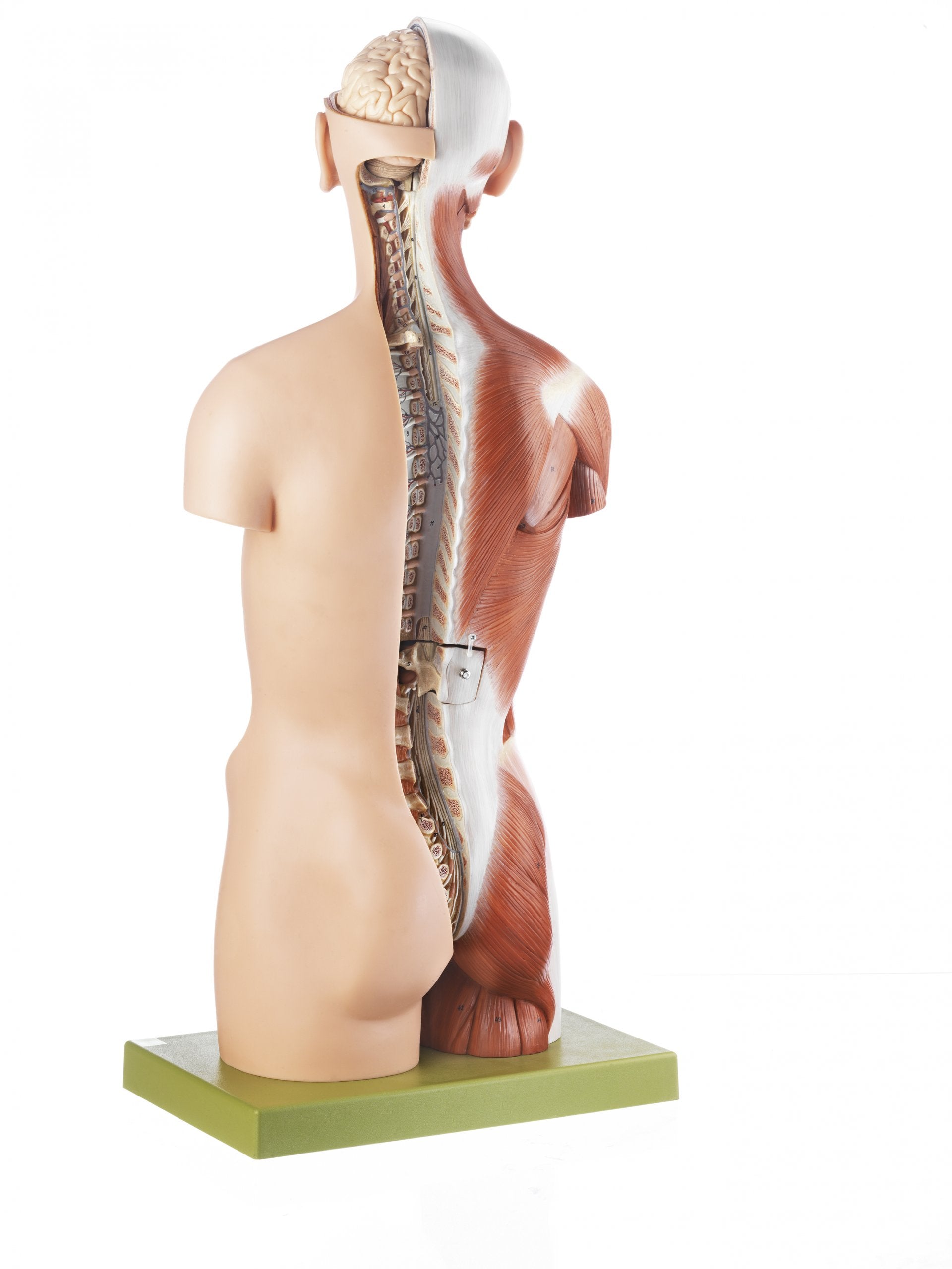 Torso with Head, Open Back and interchangeable male and female genitalia