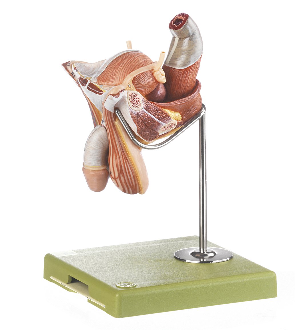 Torso with Head, Open Back and interchangeable male and female genitalia