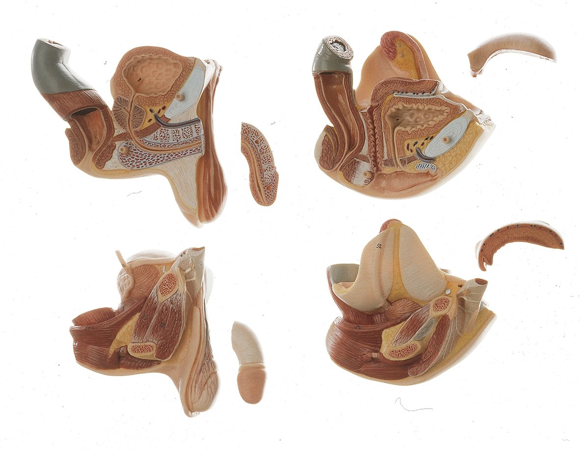 Torso with Head, Open Back and interchangeable male and female genitalia