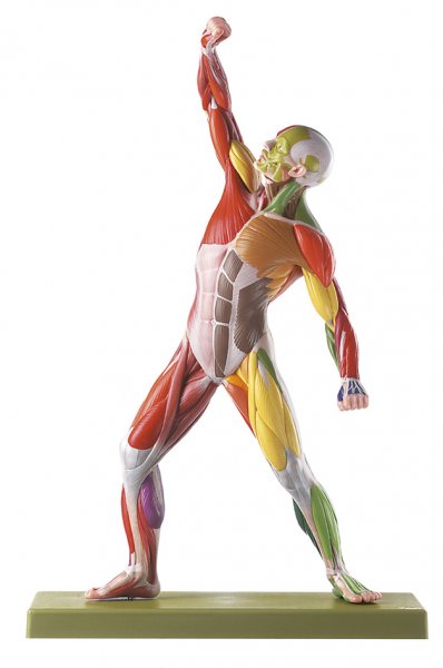 Male Muscle Figure with Colour Coding for Motor Innervation - Somso AS 371AP/NR