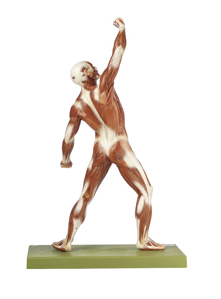 Male Muscle Figure, 1-4 life size