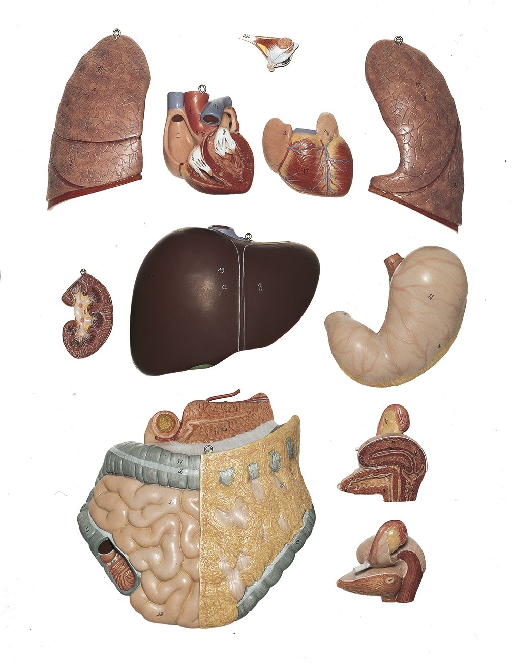 Female Torso with Head, 13 parts