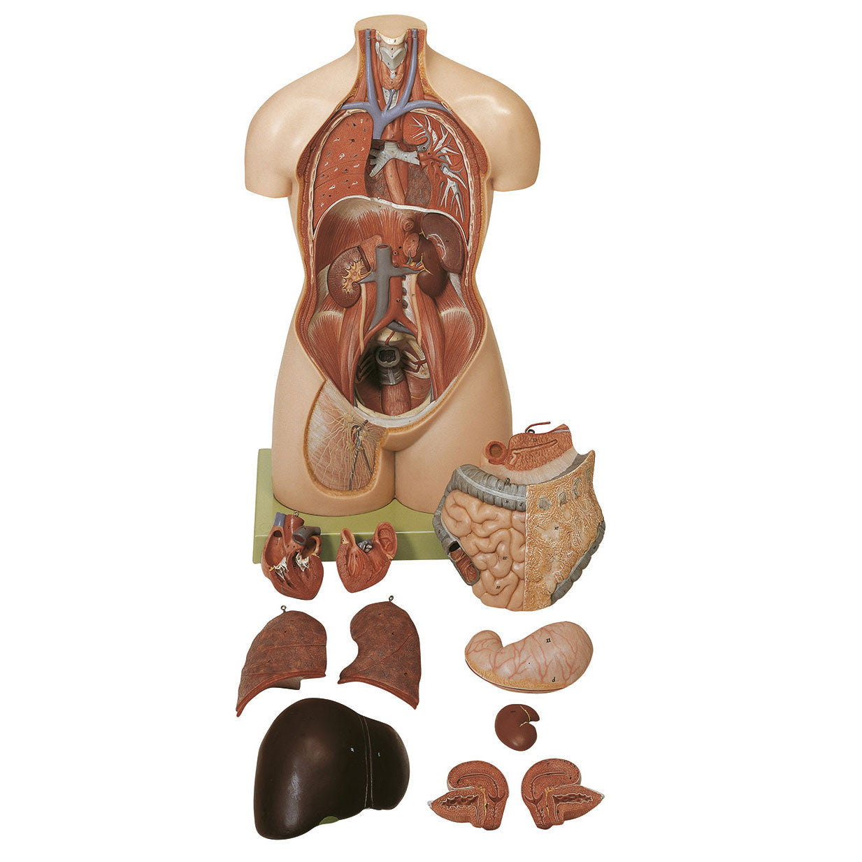 Female Torso with Head Somso As 44