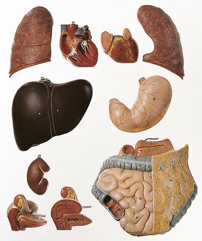 Female Torso with Head