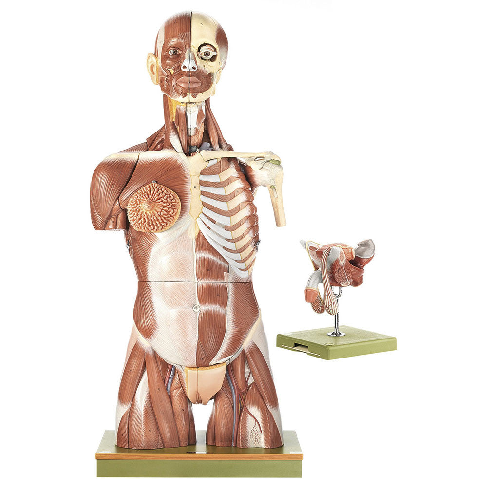 Torso with Head and Interchangeable Male and Female Genitalia, 41 parts Somso As 6