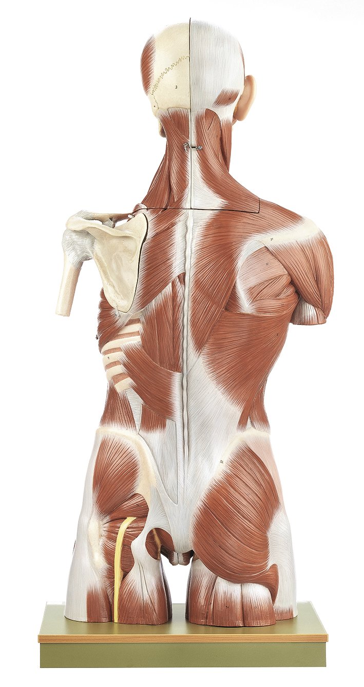 Torso with Head and Interchangeable Male and Female Genitalia, 41 parts