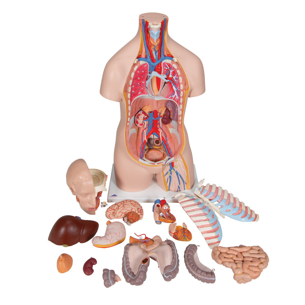 b11_02_1200_1200_classic-unisex-human-torso-model-16-part-3b-smart-anatomy__75253.1589752961.1280.1280.jpg