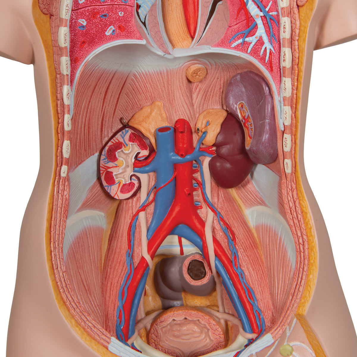 b11_04_1200_1200_classic-unisex-human-torso-model-16-part-3b-smart-anatomy__97166.1589752962.1280.1280.jpg