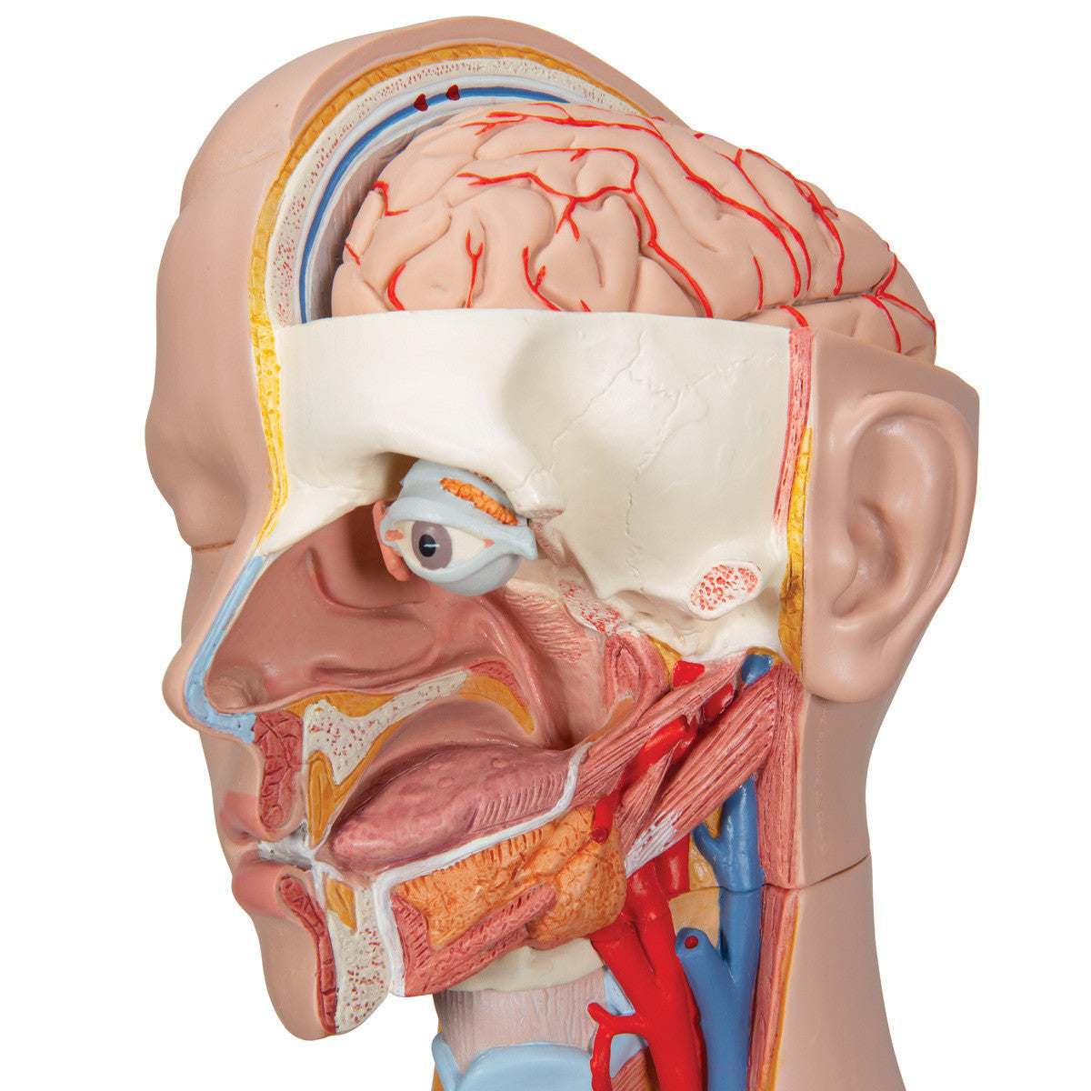 b11_05_1200_1200_classic-unisex-human-torso-model-16-part-3b-smart-anatomy__80063.1589752963.1280.1280.jpg