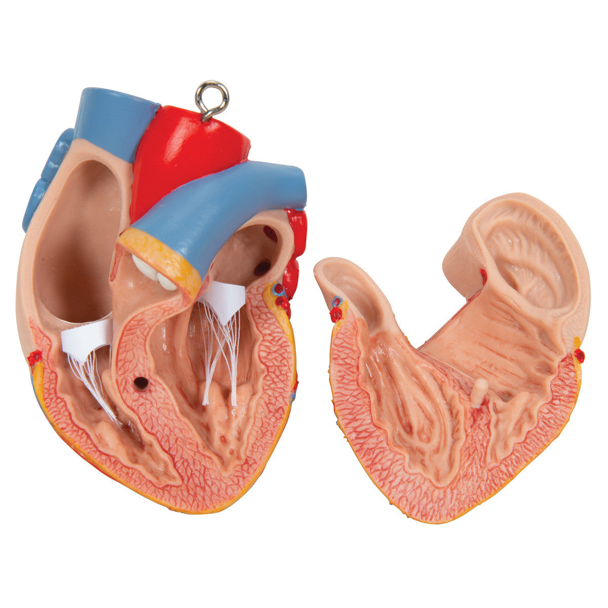 b11_06_1200_1200_classic-unisex-human-torso-model-16-part-3b-smart-anatomy__84361.1589752964.1280.1280.jpg