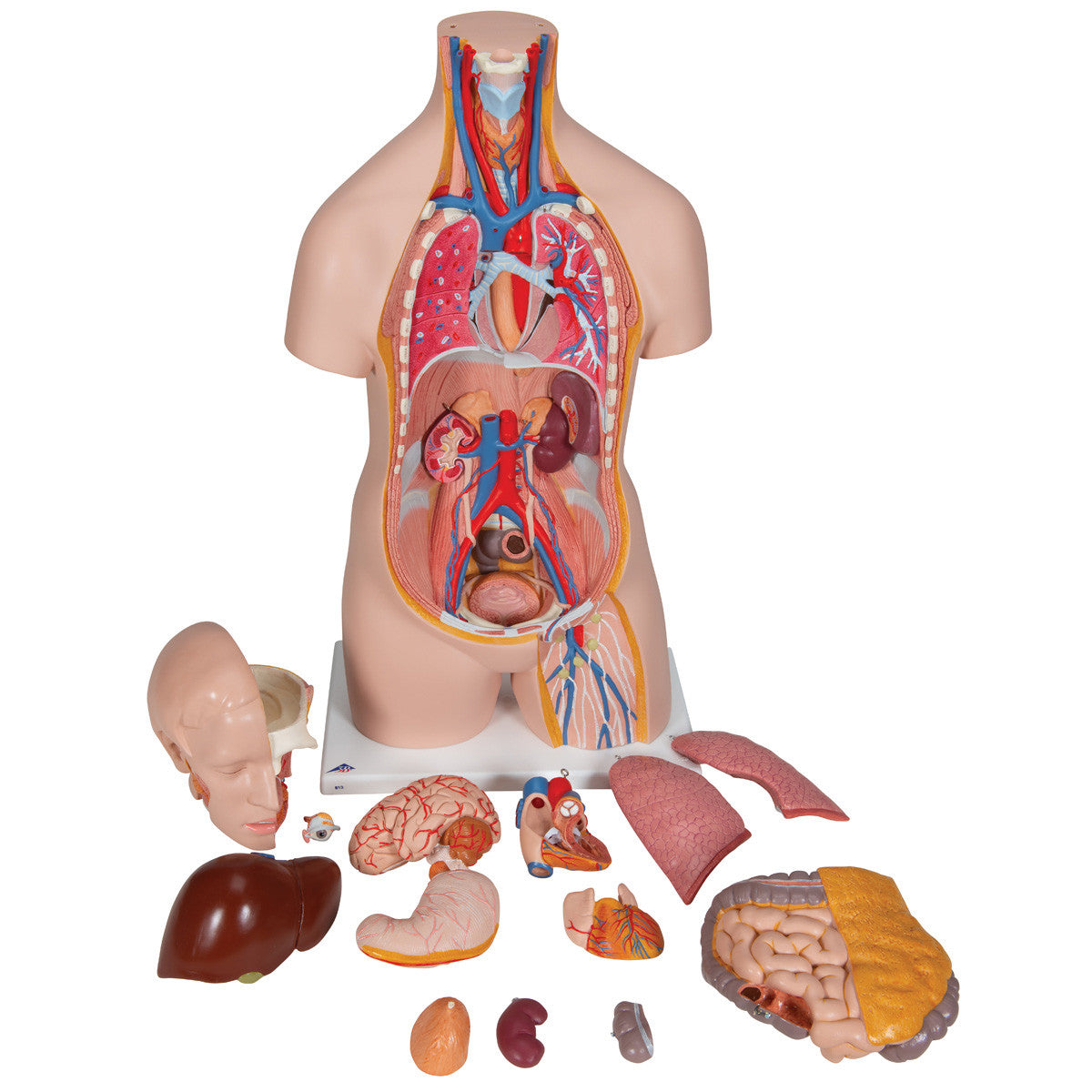 14-Part Unisex Torso - disassembled