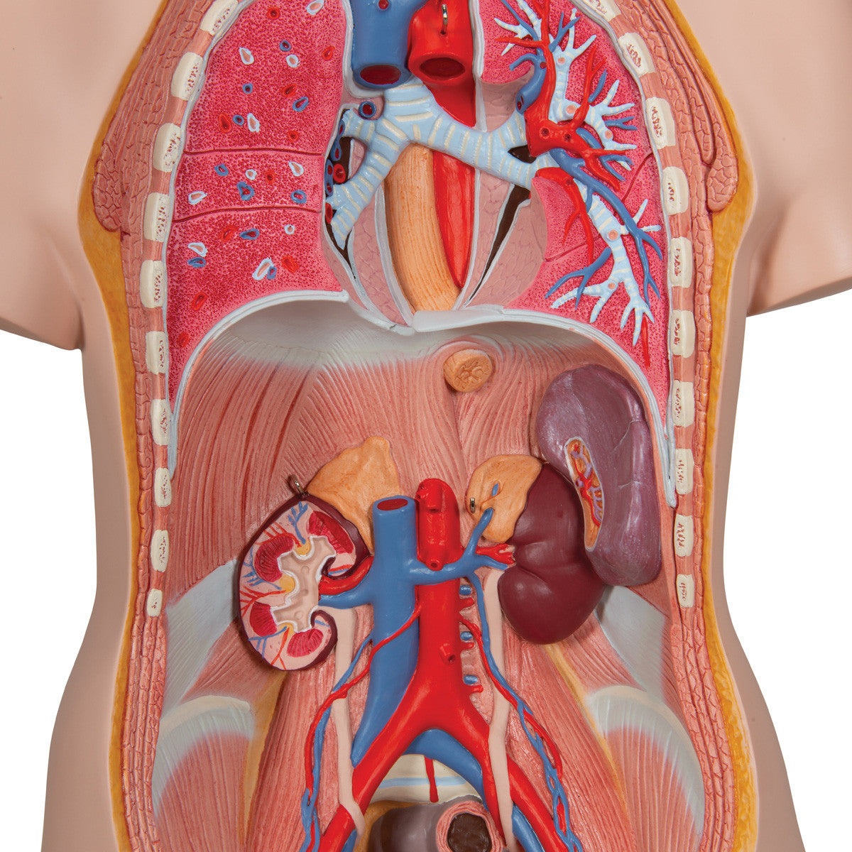 14-Part Unisex Torso - organs removed