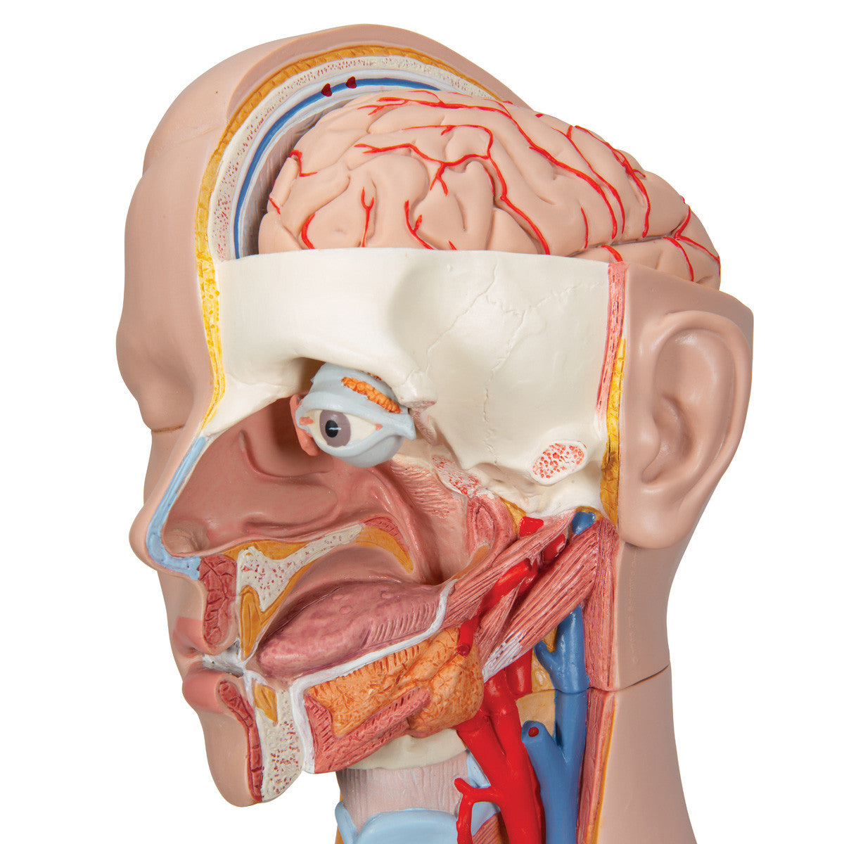 14-Part Unisex Torso - head detail