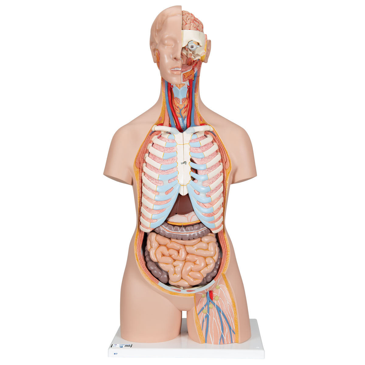 Unisex Torso with Open Back, 21 part | 3B Scientific B17